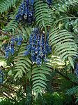 Mahonia lomariifolia