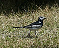 Black-backed wagtail