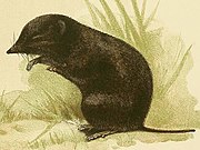 Drawing of brown shrew