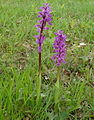 Orchis mascula Orchis mâle