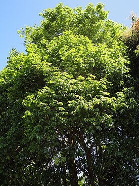 Talisia esculenta