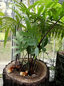 Polypodium aureum (222).JPG