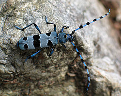 Вусач-Розалія альпійська (Rosalia alpina Linnaeus, 1758)