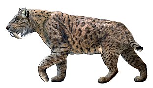 Tigre con dentes de sabre (Smilodon fatalis)