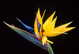 Strelitzia