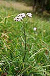 röllikan har blommorna i korgar som i sin tur är ordnande som en sammansatt kvast.