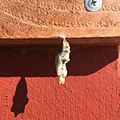 Agraulis vanillae in its chrysalis form, seen in Inglewood, California