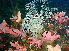 Basket star Astrocladus euryale at Tafelberg Deep reef off the west side of the Cape Peninsula