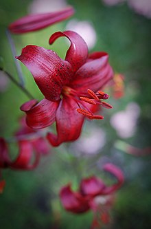 Lilium-'Red-Velvet'.jpg