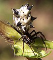 Spined Micrathena ( Micrathena gracilis )