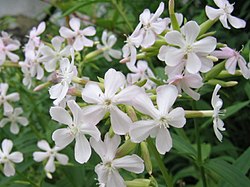 Rohtosuopayrtti (Saponaria officinalis)