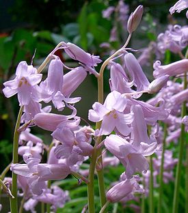 Hyacinthoides hispanica