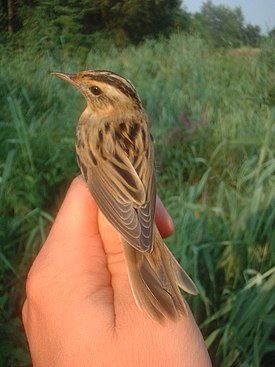 Алабаш ҡурҙай (Acrocephalus paludicola)