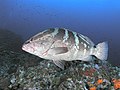 Large Nassau Grouper at The Pinnacle