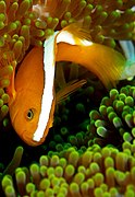 白背雙鋸魚(Amphiprion sandaracinos)