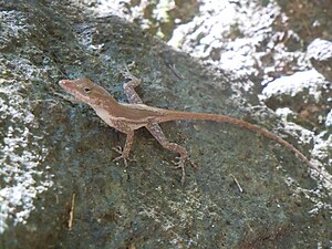 Anolis terraealtae