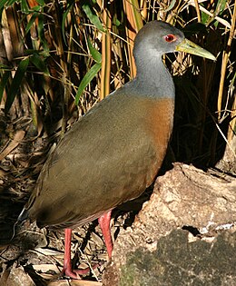 Szürkenyakú erdeiguvat (Aramides cajaneus)