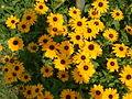 Image 4Black-eyed susans, the state flower, grow throughout much of the state. (from Maryland)