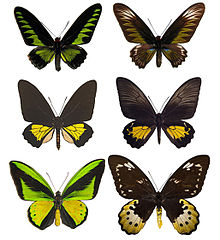 نر (چپ) و ماده (راست) نمایندۀ Trogonoptera (بالا), Troides (وسط), و Ornithoptera (پایین)