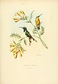 Blaukehl-Sternkolibri (Tilmatura dupontii) illustriert von Louis Victor Bevalet (1808–1887)