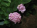 Hydrangea flowers from Kerala, India