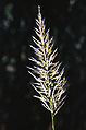 Saccharum spontaneum (Kans grass)