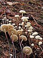 Halsband-Schwindling Marasmius rotula