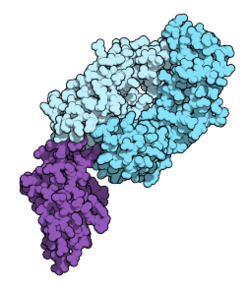 Image illustrative de l’article Nivolumab