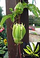 Blüte verblüht und Blatt.