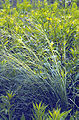 Hesperostipa spartea