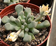 Titanopsis primosii