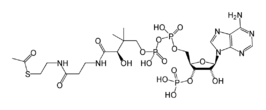 Structuurformule van acetyl-CoA, de acetylgroep bevindt zich uiterst links