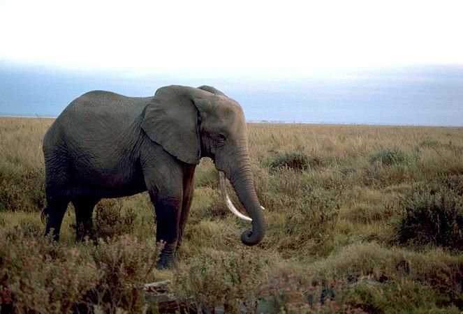 African elephant