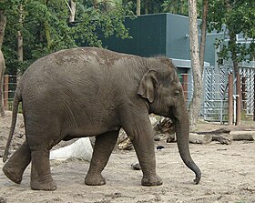 Ung Elephas maximus indicus Foto: Wilma Verburg