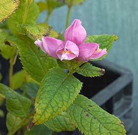 Chelone obliqua