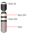 Chromosome Y