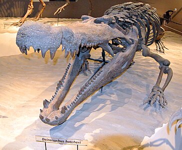 Esquelet d'un Deinosuchus hatcheri