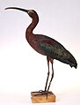 Glossy ibis