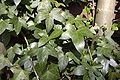 Hedera helix hostoak