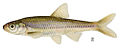 Notropis stramineus