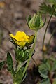 Ranunculus orthorhynchus