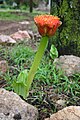 Scadoxus puniceus[англ.]