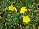 Helianthemum oelandicum