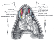 Thymus.png