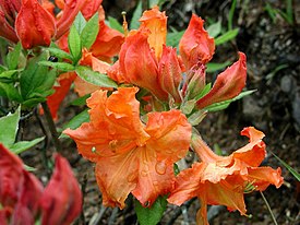 Рододендрон японский Rhododendron molle ssp. japonicum