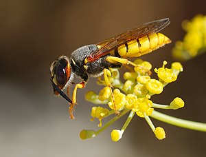 Avrupa yabanarısı