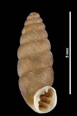 Abida occidentalis