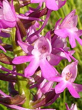 Labelle gravé de sillons d'Anacamptis pyramidalis