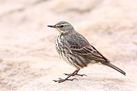 Anthus petrosus at Swanage, Wales