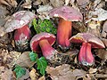 Rubroboletus rubrosanguineus